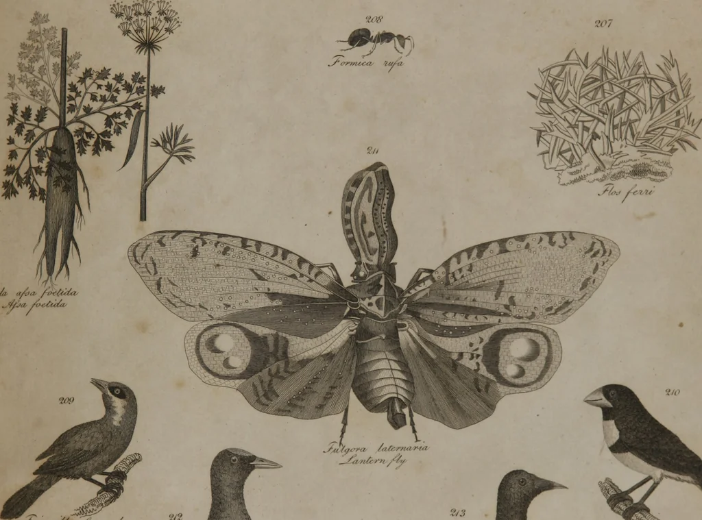 An illustration from A dictionary of arts and sciences (Volume 2), 1815, leaf 904