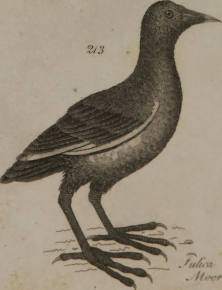 An illustration from A dictionary of arts and sciences (Volume 2), 1815, leaf 904