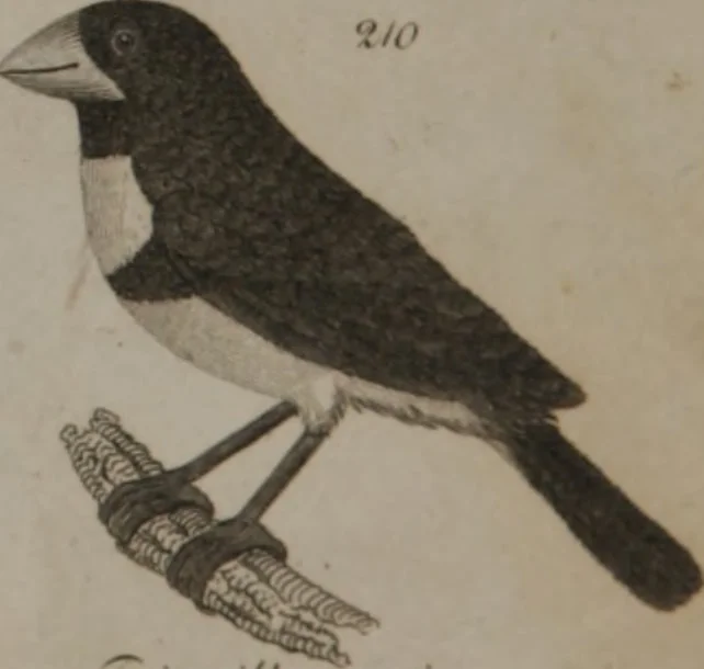 An illustration from A dictionary of arts and sciences (Volume 2), 1815, leaf 904