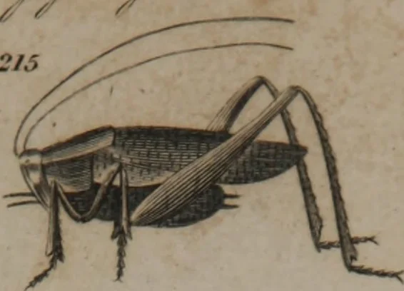 An illustration from A dictionary of arts and sciences (Volume 2), 1815, leaf 918