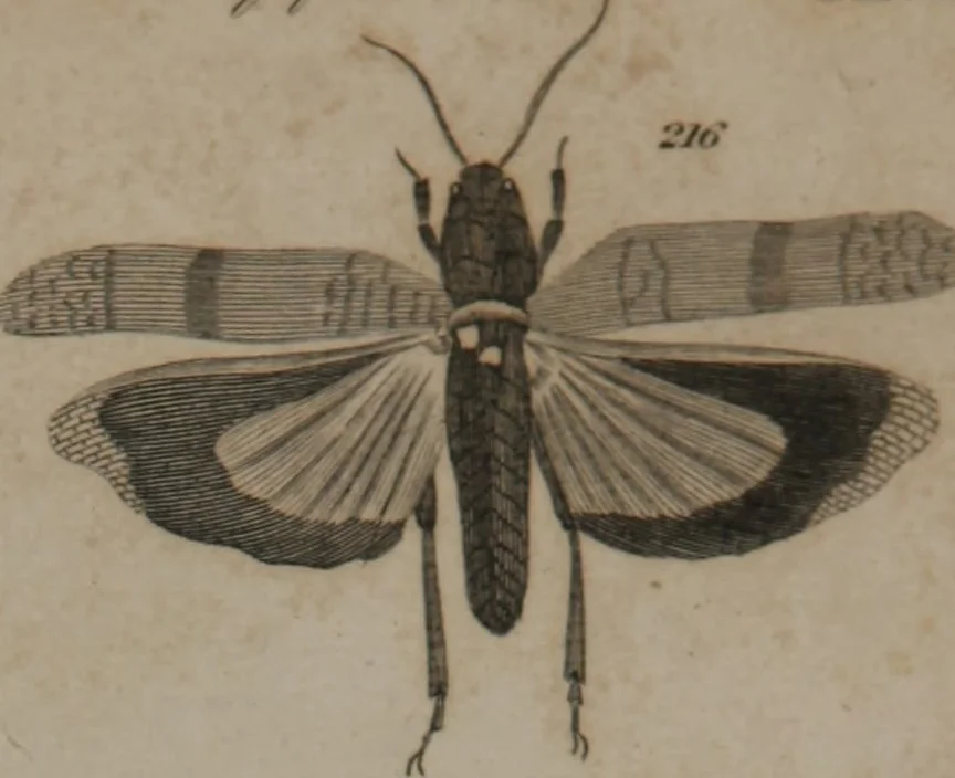 An illustration from A dictionary of arts and sciences (Volume 2), 1815, leaf 918