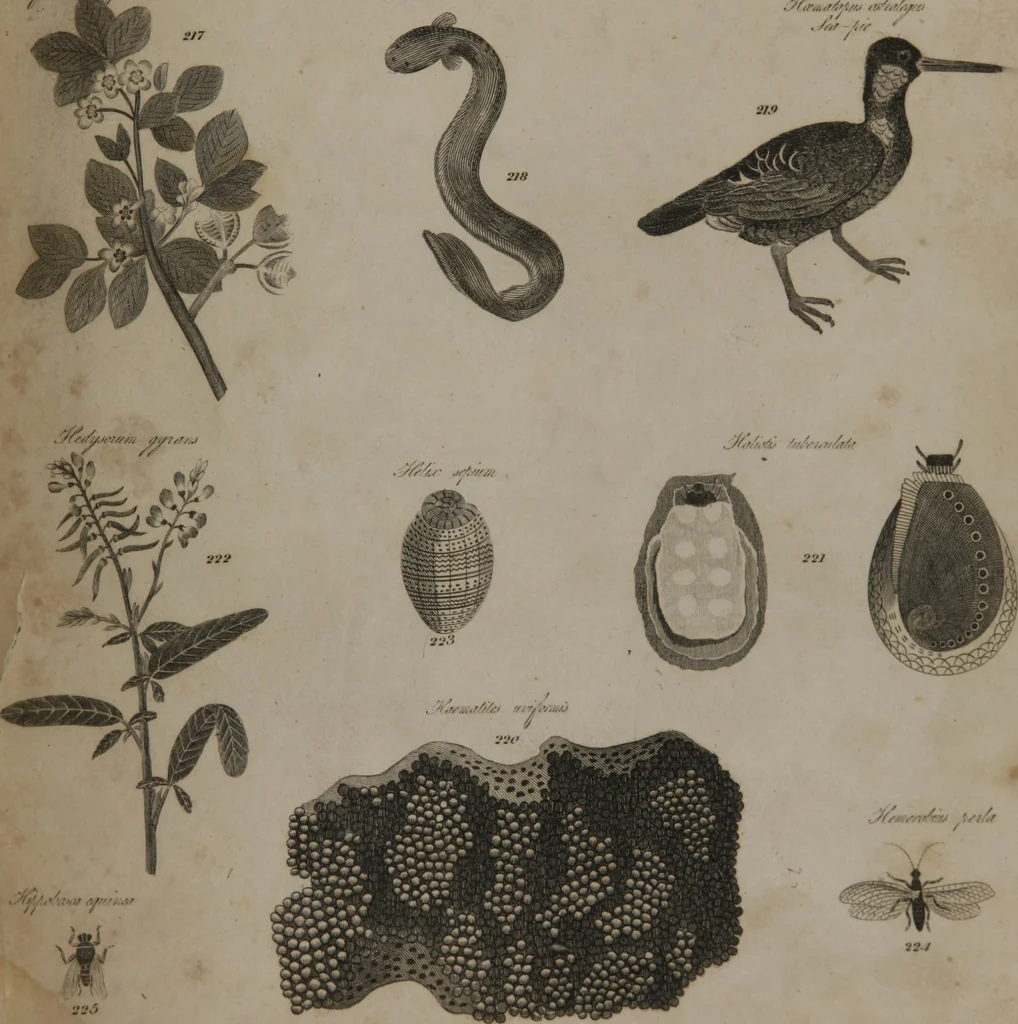 An illustration from A dictionary of arts and sciences (Volume 2), 1815, leaf 918