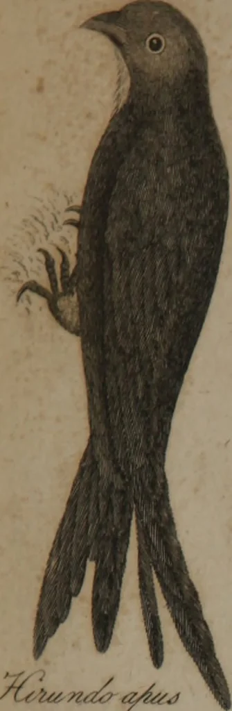 An illustration from A dictionary of arts and sciences (Volume 2), 1815, leaf 932