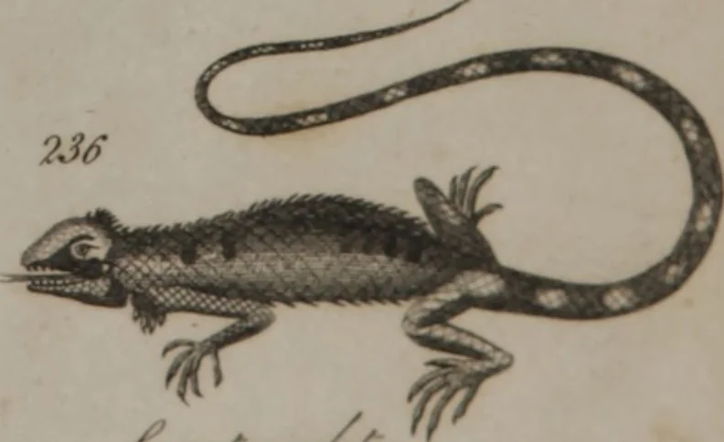 An illustration from A dictionary of arts and sciences (Volume 2), 1815, leaf 932