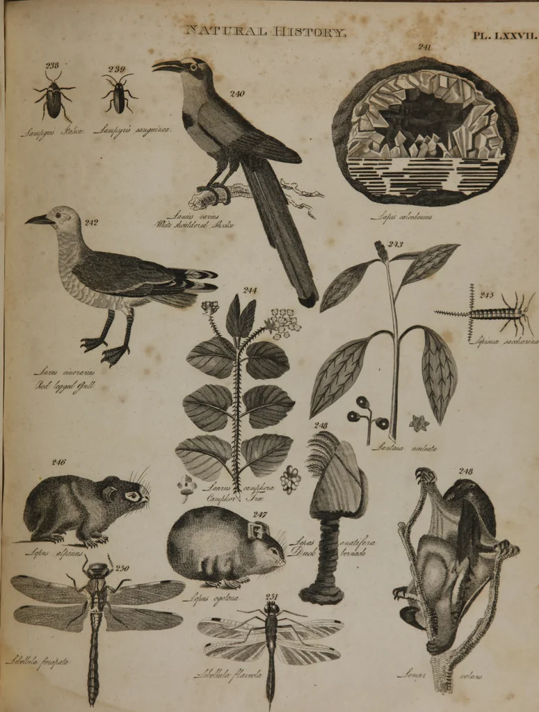 An illustration from A dictionary of arts and sciences (Volume 2), 1815, leaf 938