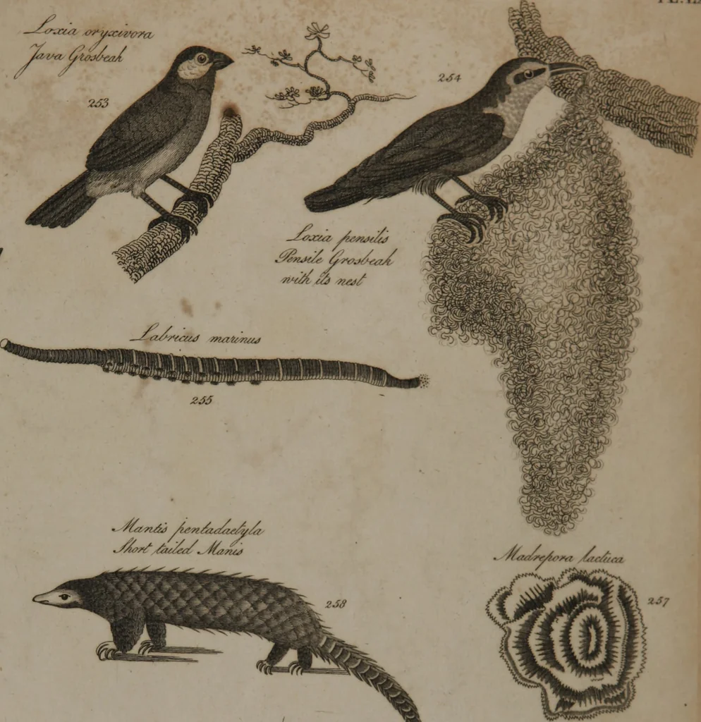 An illustration from A dictionary of arts and sciences (Volume 2), 1815, leaf 952