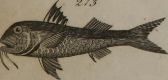An illustration from A dictionary of arts and sciences (Volume 2), 1815, leaf 956