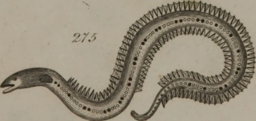 An illustration from A dictionary of arts and sciences (Volume 2), 1815, leaf 956