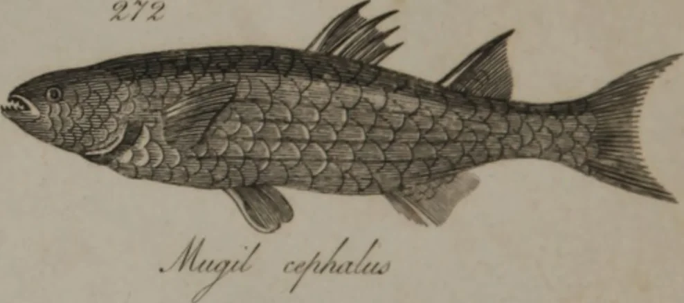 An illustration from A dictionary of arts and sciences (Volume 2), 1815, leaf 956