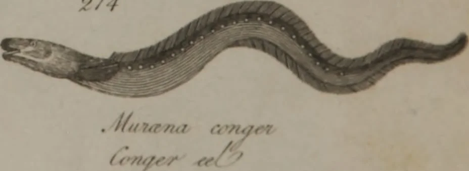 An illustration from A dictionary of arts and sciences (Volume 2), 1815, leaf 956