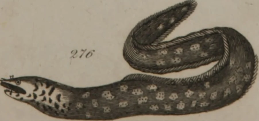 An illustration from A dictionary of arts and sciences (Volume 2), 1815, leaf 956