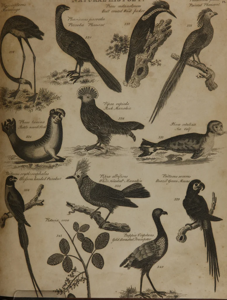 An illustration from A dictionary of arts and sciences (Volume 3), 1815, leaf 916