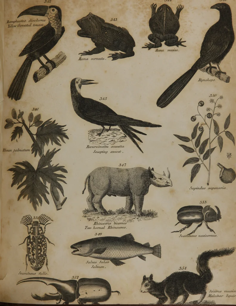 An illustration from A dictionary of arts and sciences (Volume 3), 1815, leaf 918