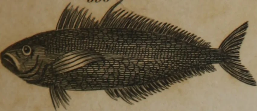 An illustration from A dictionary of arts and sciences (Volume 3), 1815, leaf 928