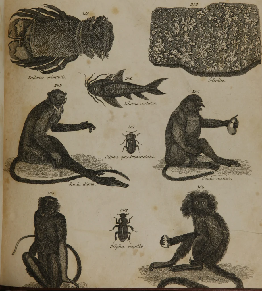 An illustration from A dictionary of arts and sciences (Volume 3), 1815, leaf 928