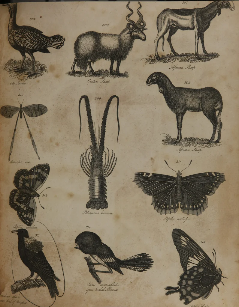 An illustration from A dictionary of arts and sciences (Volume 3), 1815, leaf 933