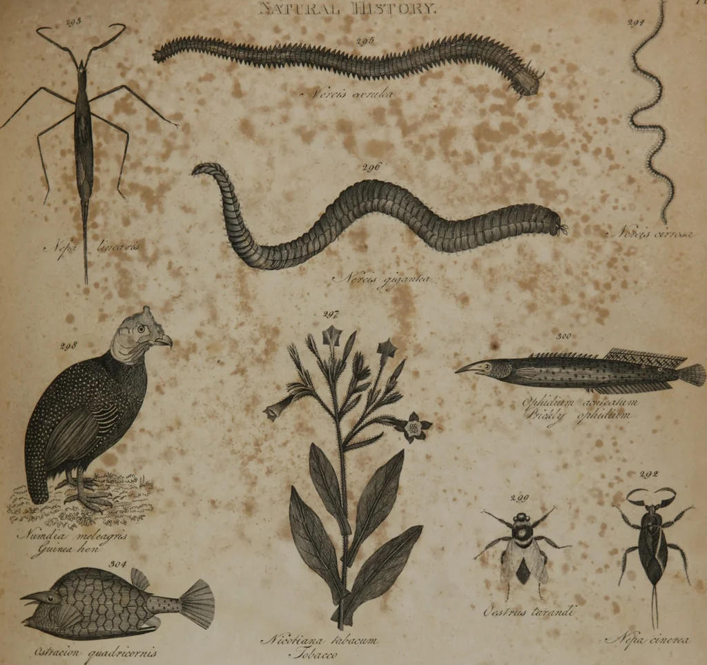 An illustration from A dictionary of arts and sciences (Volume 3), 1815, leaf 936