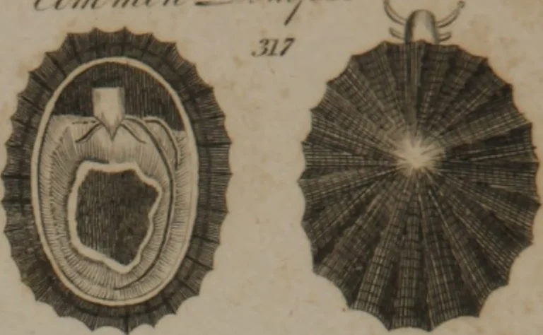 An illustration from A dictionary of arts and sciences (Volume 3), 1815, leaf 942
