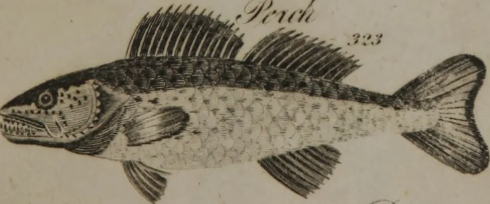 An illustration from A dictionary of arts and sciences (Volume 3), 1815, leaf 942