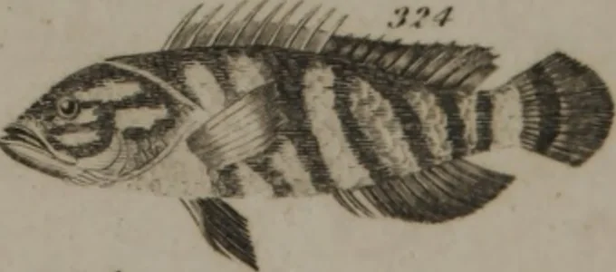 An illustration from A dictionary of arts and sciences (Volume 3), 1815, leaf 942