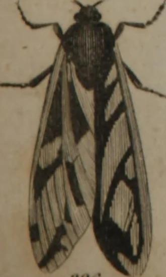 An illustration from A dictionary of arts and sciences (Volume 3), 1815, leaf 942