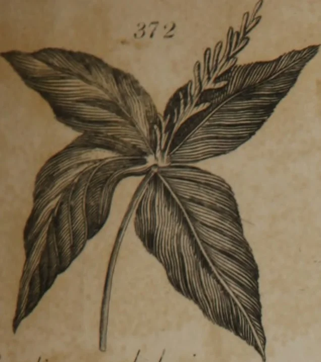 An illustration from A dictionary of arts and sciences (Volume 3), 1815, leaf 962