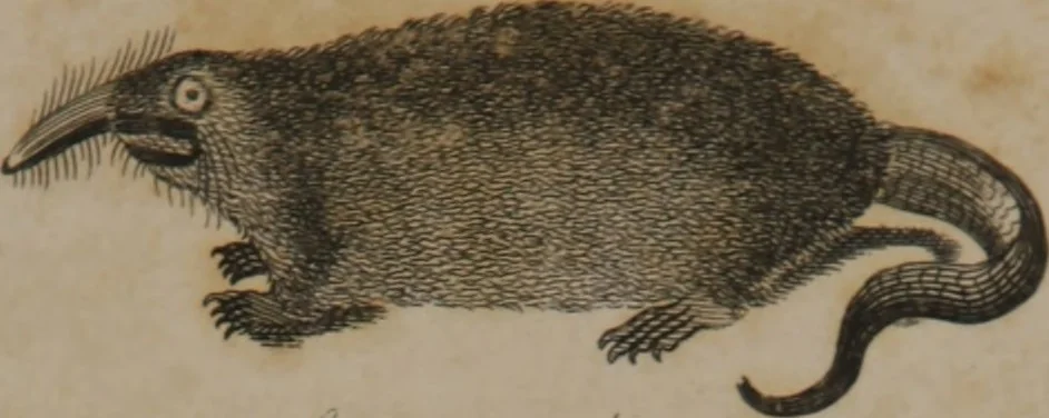 An illustration from A dictionary of arts and sciences (Volume 3), 1815, leaf 962