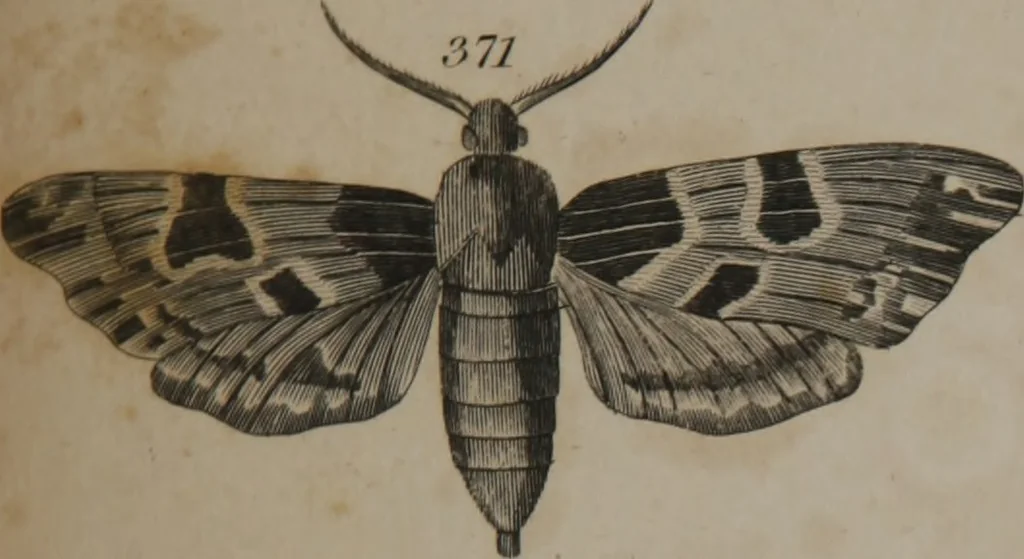 An illustration from A dictionary of arts and sciences (Volume 3), 1815, leaf 962