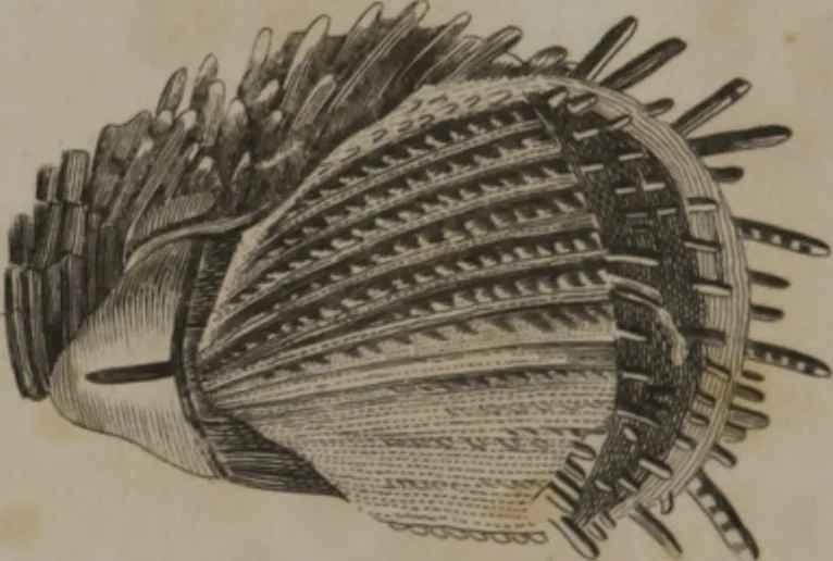 An illustration from A dictionary of arts and sciences (Volume 3), 1815, leaf 962