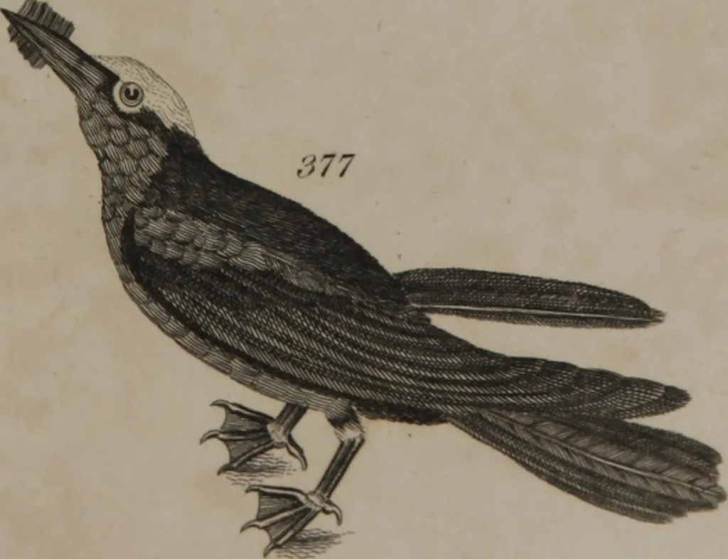 An illustration from A dictionary of arts and sciences (Volume 3), 1815, leaf 962