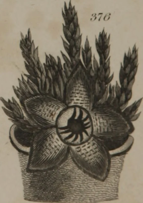 An illustration from A dictionary of arts and sciences (Volume 3), 1815, leaf 962