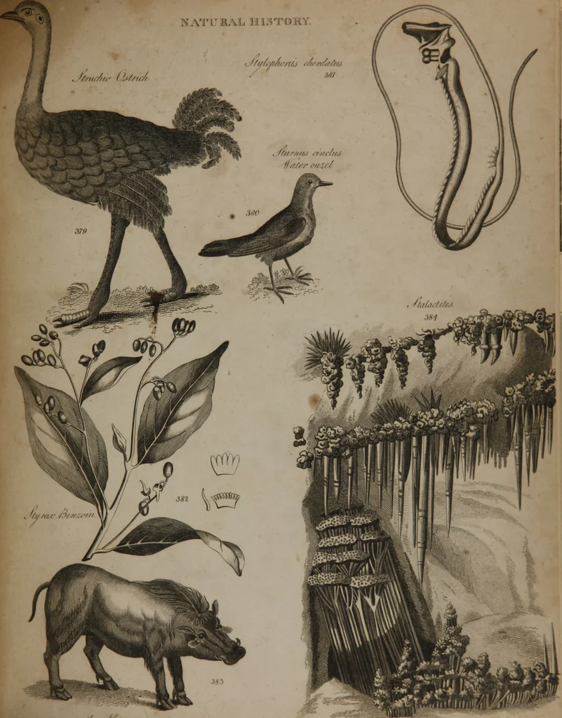 An illustration from A dictionary of arts and sciences (Volume 3), 1815, leaf 982