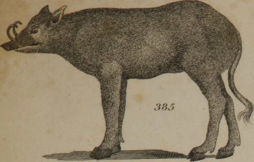 An illustration from A dictionary of arts and sciences (Volume 3), 1815, leaf 990