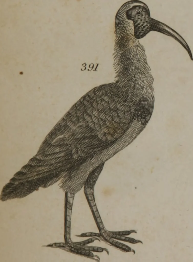 An illustration from A dictionary of arts and sciences (Volume 3), 1815, leaf 990