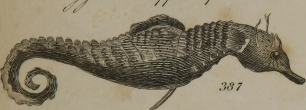 An illustration from A dictionary of arts and sciences (Volume 3), 1815, leaf 990