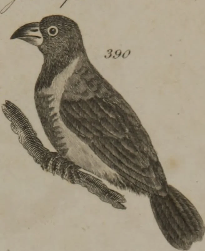 An illustration from A dictionary of arts and sciences (Volume 3), 1815, leaf 990