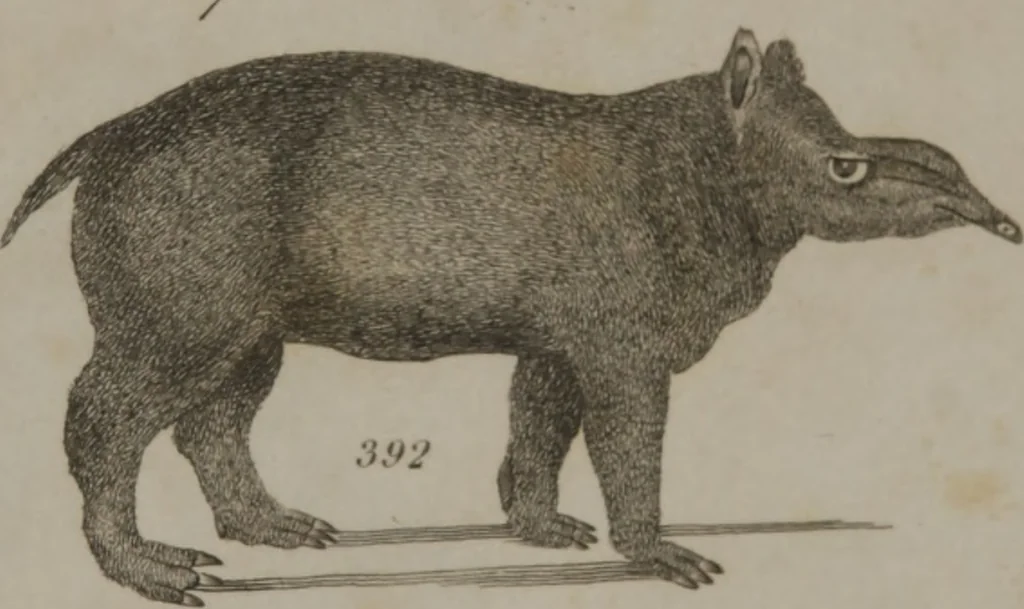 An illustration from A dictionary of arts and sciences (Volume 3), 1815, leaf 990