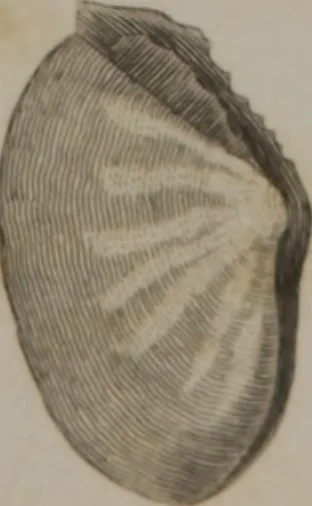 An illustration from A dictionary of arts and sciences (Volume 3), 1815, leaf 990