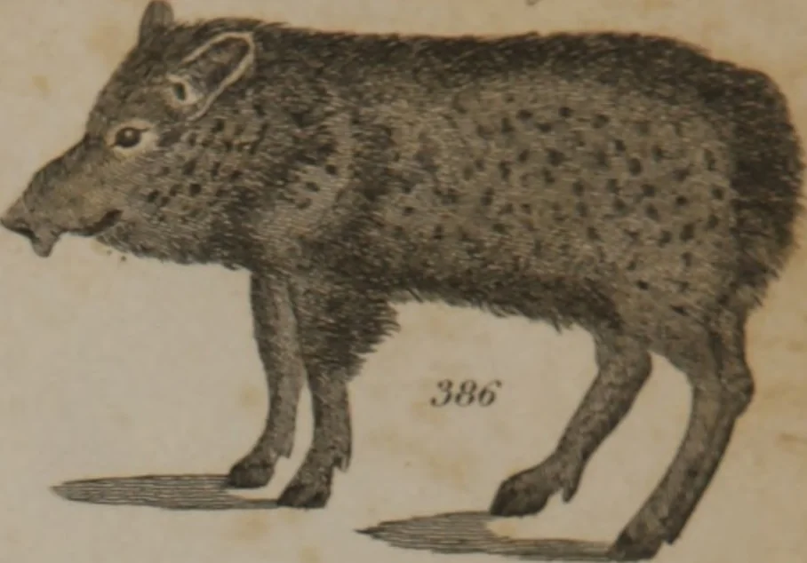 An illustration from A dictionary of arts and sciences (Volume 3), 1815, leaf 990