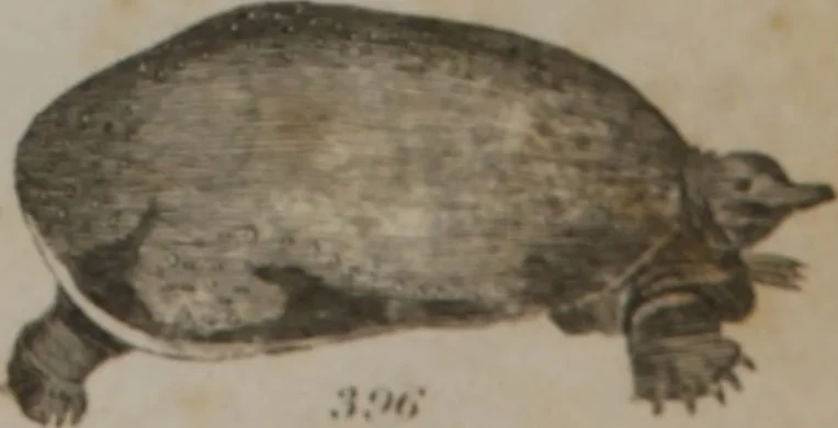 An illustration from A dictionary of arts and sciences (Volume 3), 1815, leaf 990