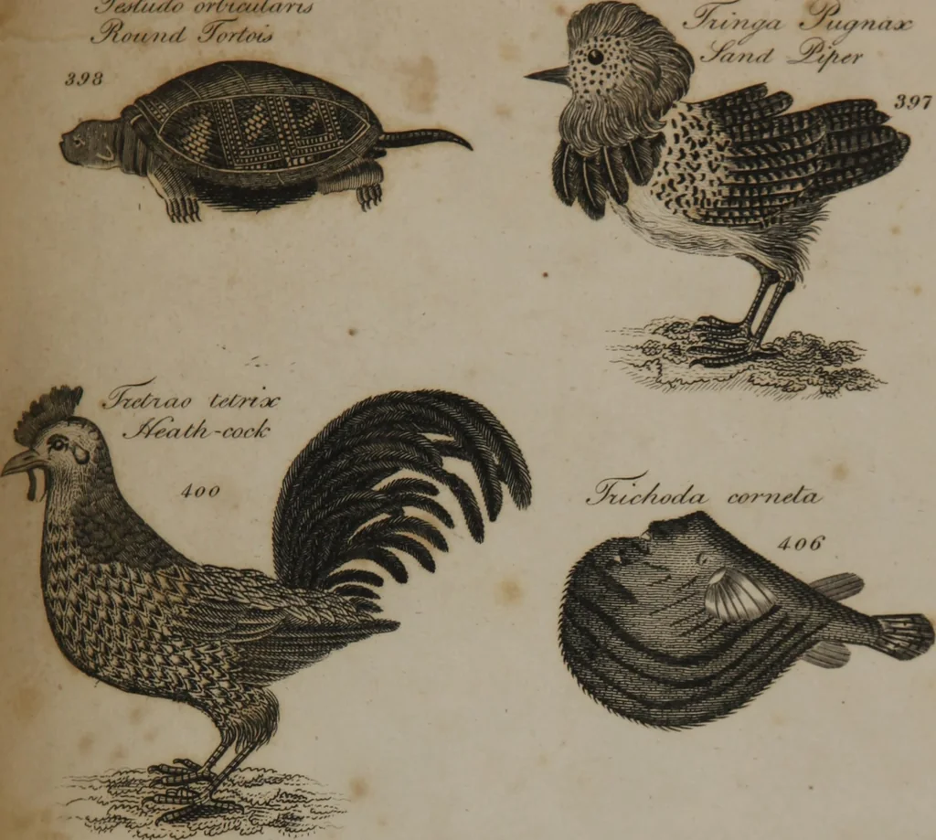 An illustration from A dictionary of arts and sciences (Volume 3), 1815, leaf 992