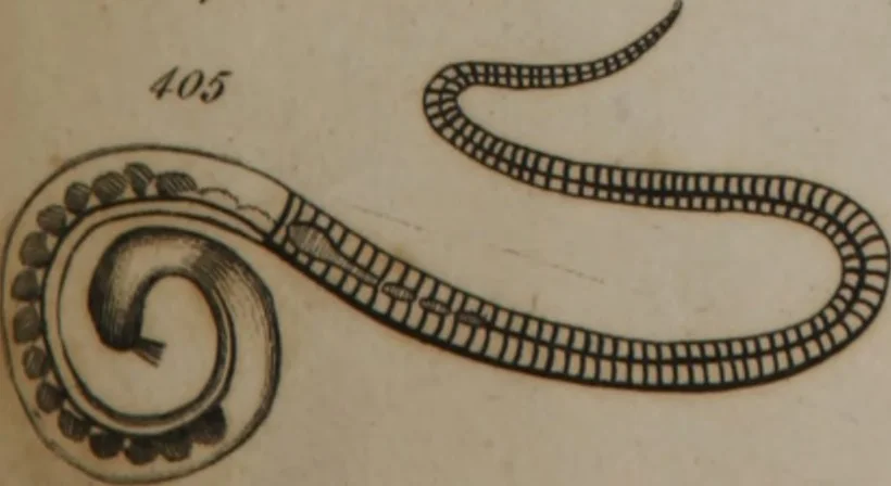 An illustration from A dictionary of arts and sciences (Volume 3), 1815, leaf 992