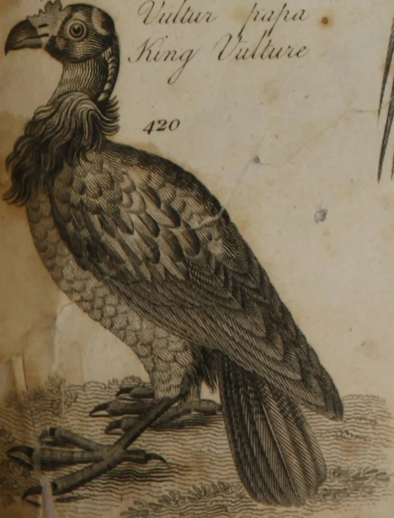 An illustration from A dictionary of arts and sciences (Volume 3), 1815, leaf 994