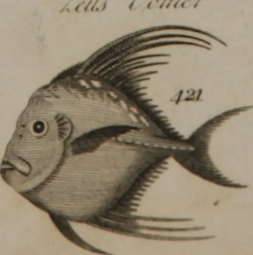 An illustration from A dictionary of arts and sciences (Volume 3), 1815, leaf 994