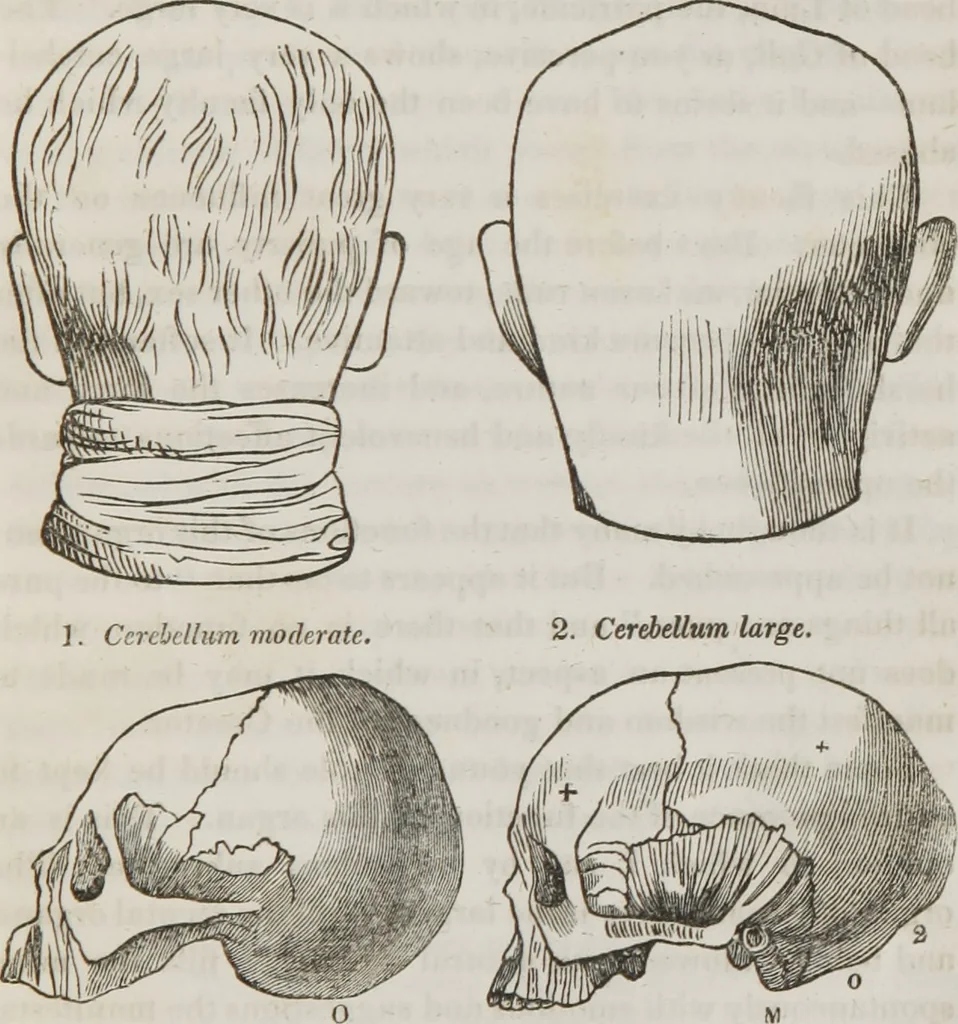 An illustration from Lectures on phrenology : including its application to the present and prospective condition of the United States, 1839, leaf 142