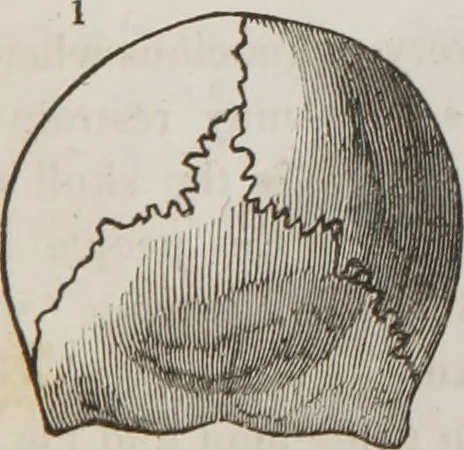 An illustration from Lectures on phrenology : including its application to the present and prospective condition of the United States, 1839, leaf 154