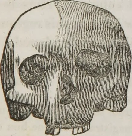 An illustration from Lectures on phrenology : including its application to the present and prospective condition of the United States, 1839, leaf 160
