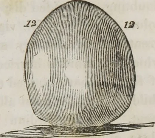 An illustration from Lectures on phrenology : including its application to the present and prospective condition of the United States, 1839, leaf 192