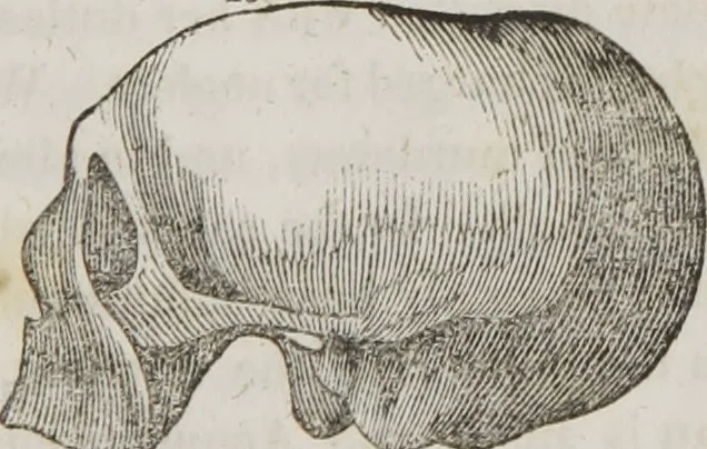 An illustration from Lectures on phrenology : including its application to the present and prospective condition of the United States, 1839, leaf 198