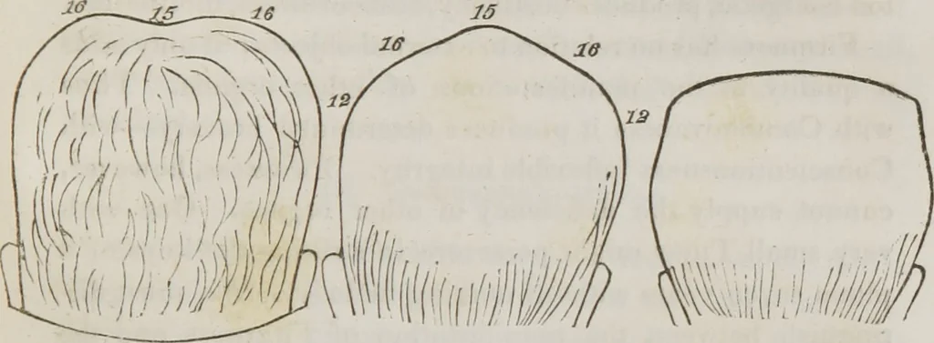 An illustration from Lectures on phrenology : including its application to the present and prospective condition of the United States, 1839, leaf 208